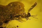 Six Fossil Flies (One With Eggs) In Baltic Amber #139039-1